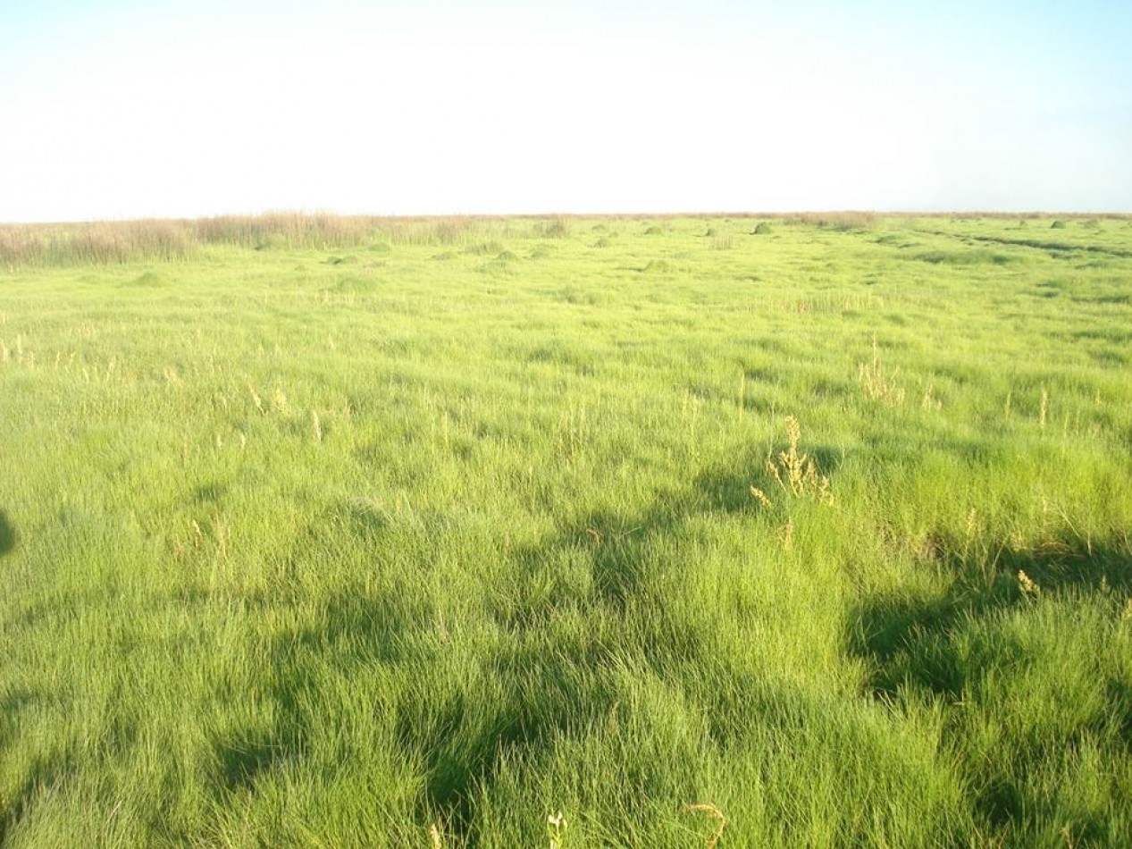 Campo en Venta - 2.500 Has