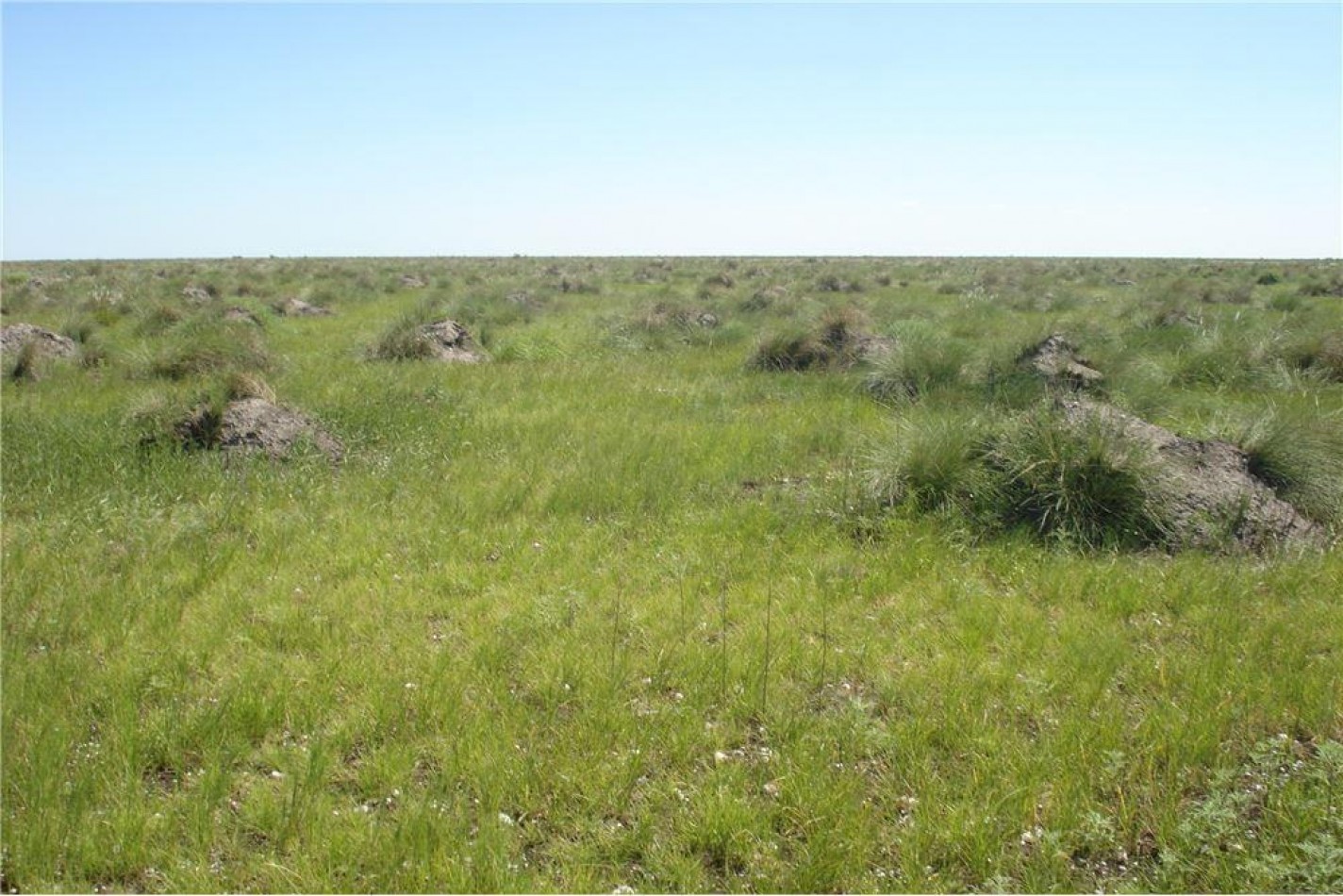 Campo en Venta - 2.500 Has
