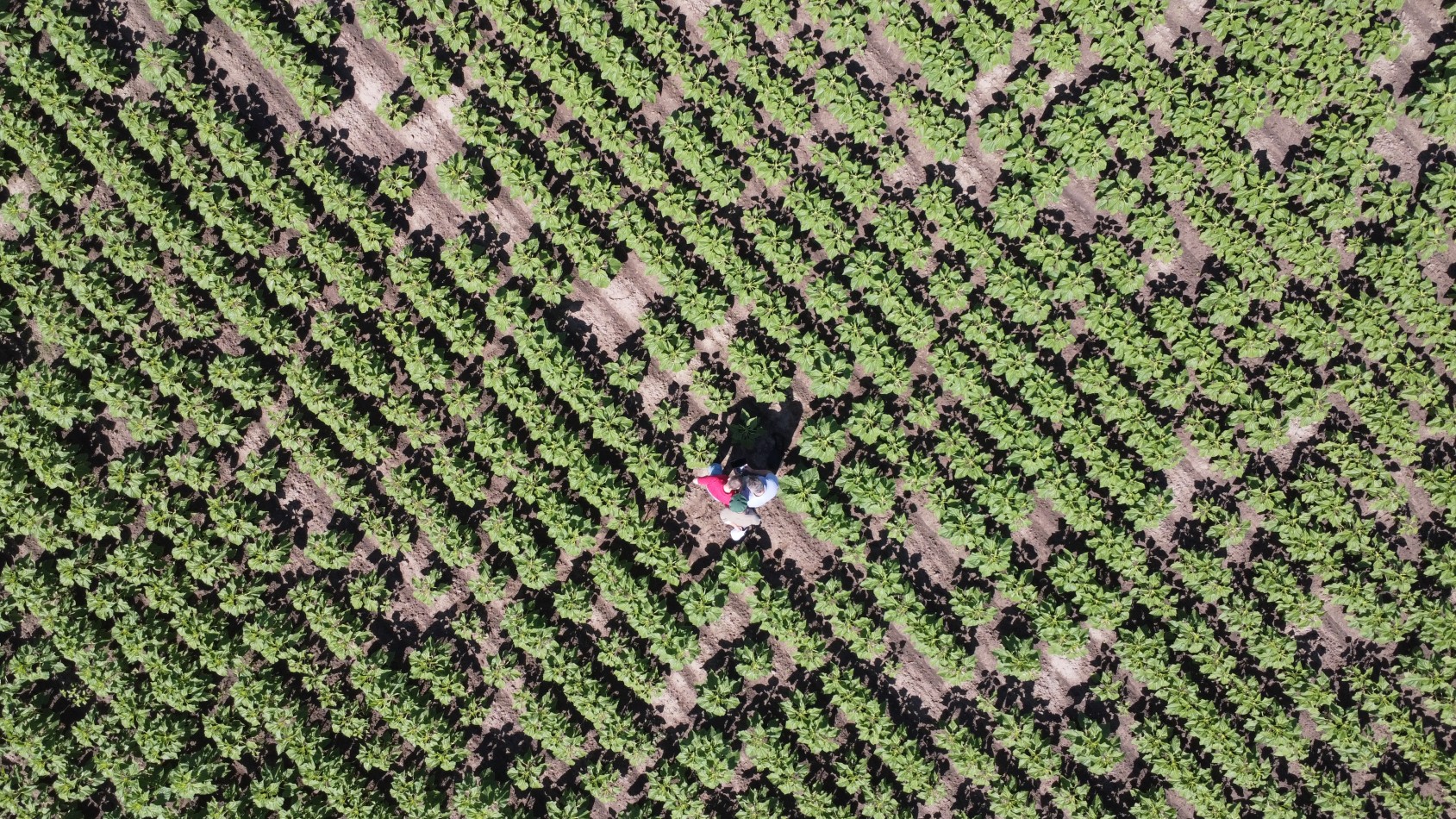 Campo en venta en Avellaneda, Santa Fe: 16,7 hectareas agricolas.