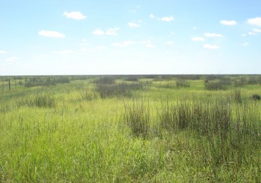 Campo en Venta - 2.500 Has 