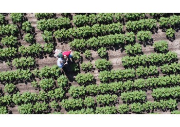  Campo en venta en Avellaneda, Santa Fe: 16,7 hectareas agricolas.