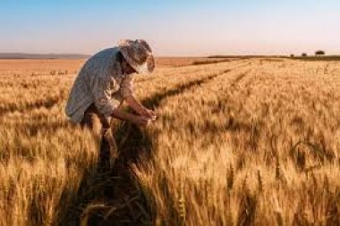 Trigo: ¿Conviene sembrar con los precios actuales de los fertilizantes?