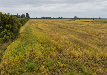 Campo en Venta - 124 Hectareas  Romang
